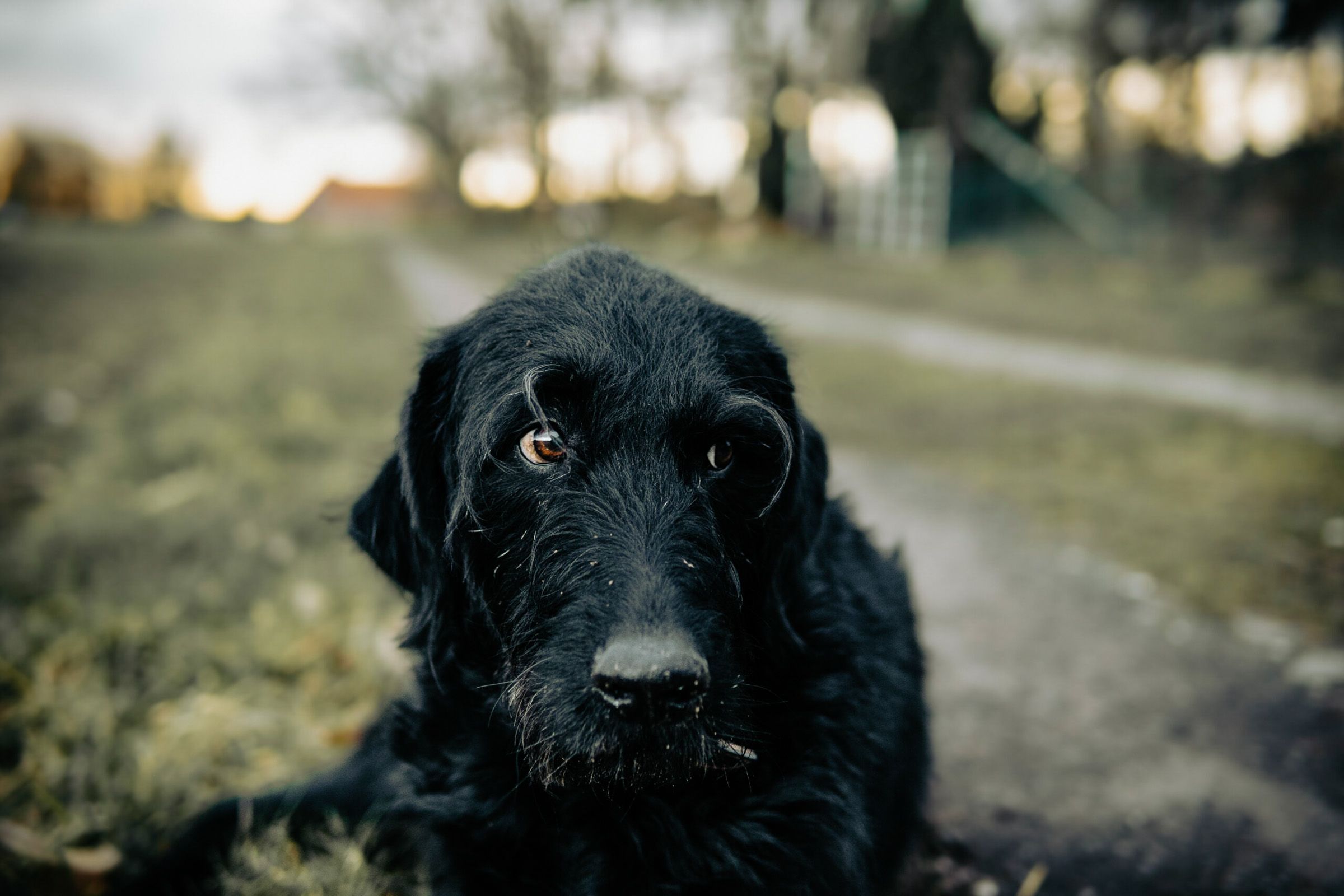 Tierfotografie (Platzhalter, bitte ersetzen), Beispielbild 2